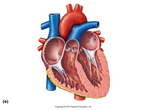 Heart Anatomy Part 1 Diagram Quizlet