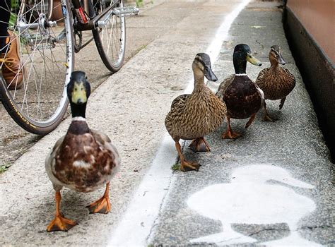 Police Stop London Traffic To Let Ducks Cross The Road The