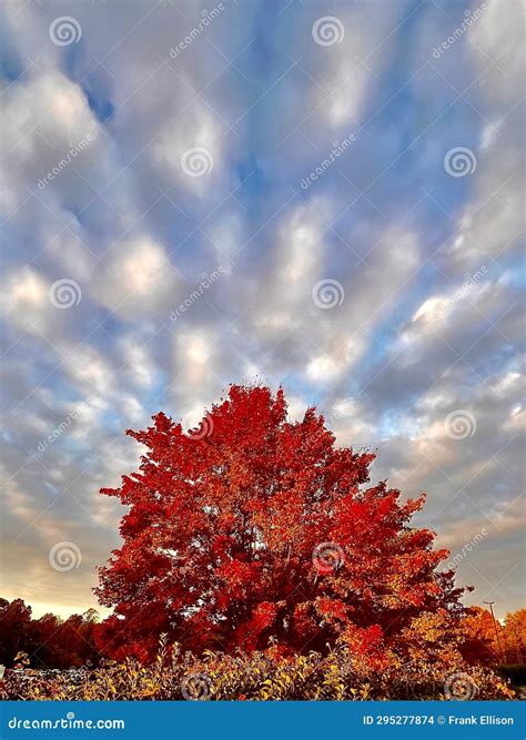 Painted Tree stock photo. Image of beautiful, cloudy - 295277874
