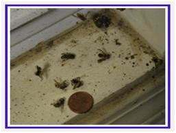 If the wasps are nesting inside wall or ceiling voids, inspection and control becomes more involved (see yellowjackets do nest inside homes ). Why are These Yellow Jackets Dying in My Garage? | Ask a ...