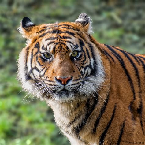 Sumatra Tiger Der Sumatra Tiger Panthera Tigris Sumatrae Flickr