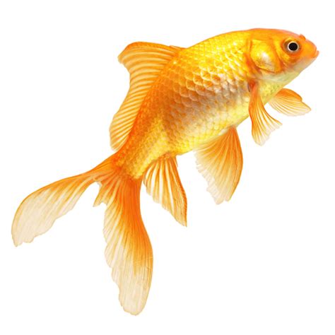 Fish Png Hd Transparent Fish Hd Png Images Pluspng 44700 The Best