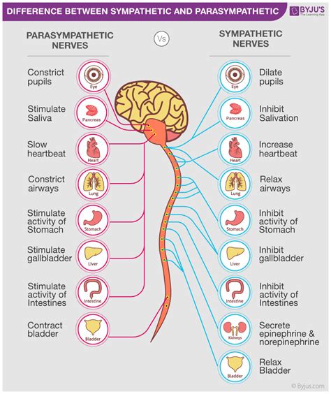 Difference Between Parasympathetic And Sympathetic Nervous System