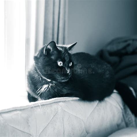Un Gato Negro Hermoso Que Vive Dentro Retrato Felino Adulto Foto De