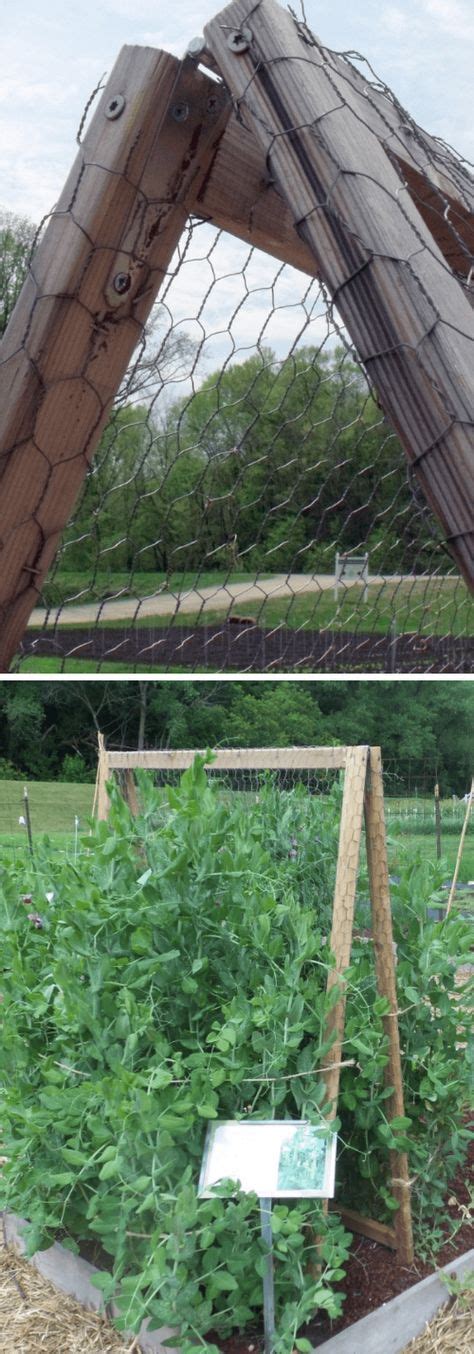 Chicken Wire A Frame Trellis In 2020 Diy Garden Trellis Pea Trellis