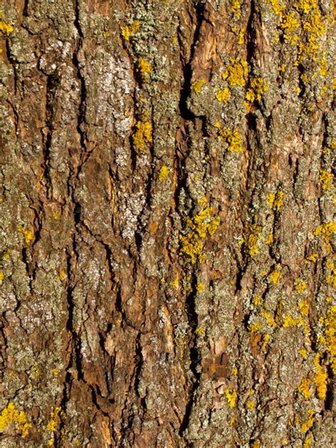 Maple Tree Fungus Identification