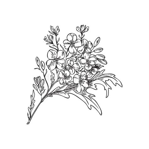 Mustard Plant Branch With Yellow Flowers Engraving Vector Illustration