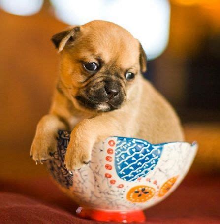 A mixed pug/jack russell would likely make a wonderful pet if you commit yourself to giving the dog the exercise and obedience training he/she needs. Pug and Jack Russell Terrier Jug | Pug mixed breeds, Jug dog, Pugs