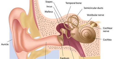 Stapes Stirrup Shaped Small Bone Or Ossicle In The Middle Ear The