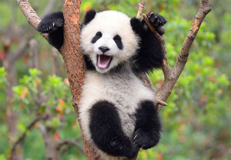 Populer 34 Gambar Hewan Panda Riset