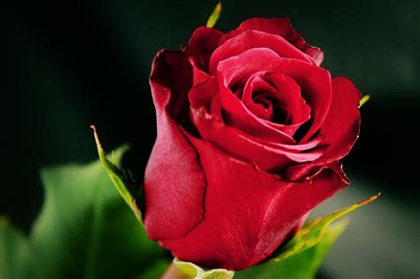 Single Red Rose Flower Images Hd 5291 Best Beautiful Roses Images On
