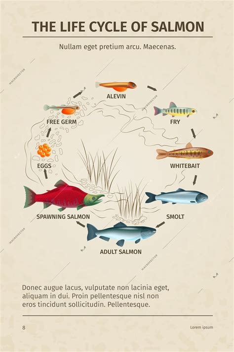 Life Cycle Salmon Biology Science Educative Poster With Editable Text