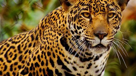 Cheetah wallpapers, backgrounds, images 1920x1080— best cheetah desktop wallpaper sort wallpapers by: 46+ HD Cheetah Wallpaper on WallpaperSafari