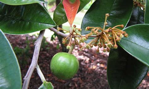 Growing Star Apple A Fruit Youve Never Heard Of Epic Gardening