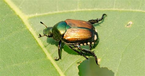 The Japanese Beetle Has A Voracious Appetite Which Makes It Especially