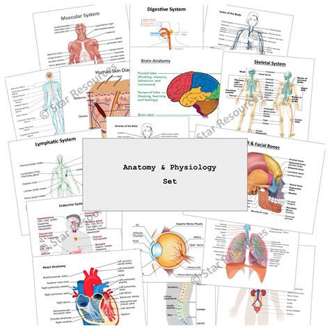 Anatomy And Physiology Flash Cards Printable