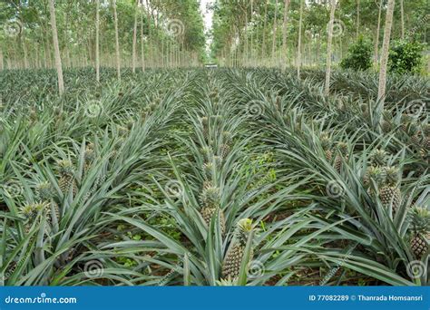 Pineapple Plant Field Stock Image Image Of Grow Phuket 77082289