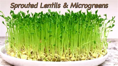 how to grow lentil sprouts and lentil microgreens at home youtube