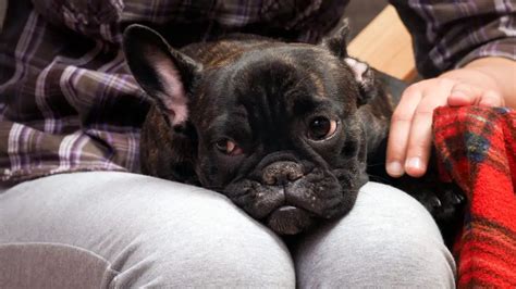 Why French Bulldogs Have Red Eyes Understanding The Genetics Behind