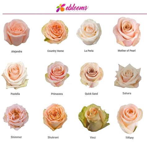 Alejandra Peach Rose Variety Rose Varieties Peach Roses Wedding