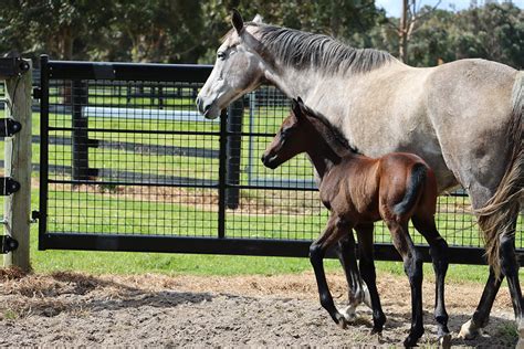 Fencing For Foals Checklist Duncan Equine Australia