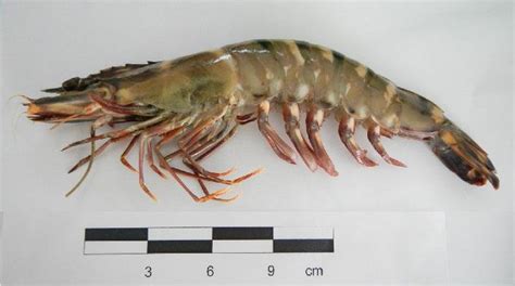 Lateral View Of The Giant Tiger Shrimp Penaeus Monodon Caught In Río