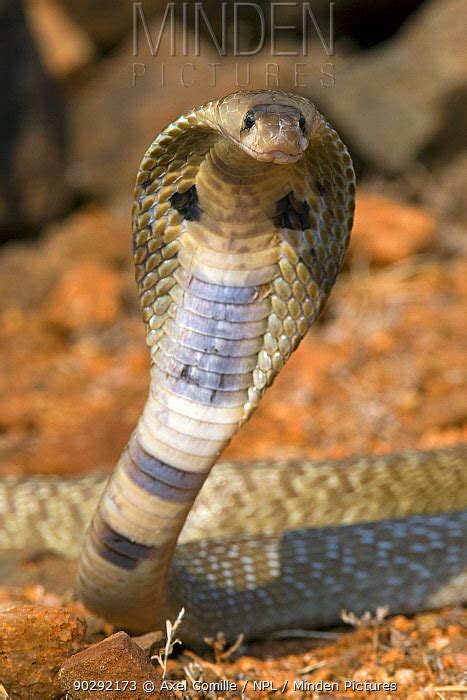 Spectacled Cobra Stock Photo Minden Pictures