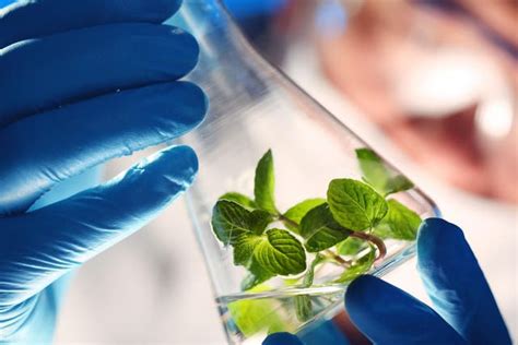 Us Military To Develop Genetically Modified Plants To Spy In