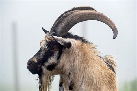Goat Horns Texas Goat