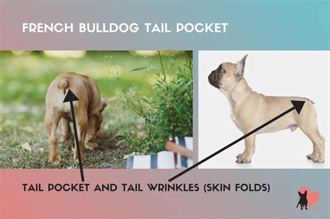 French Bulldogs Tail Types Pocket Problems And Docking