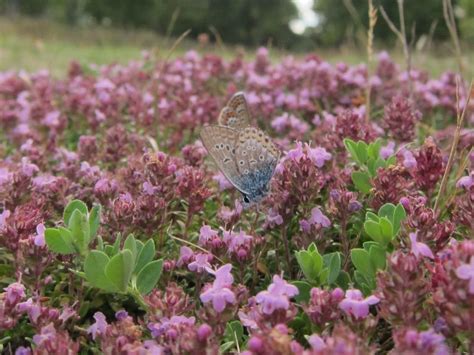 lüneburger heide wochenendtipps 20 22 07 2018 schÖne heide