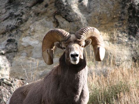 Rocky Mountain Bighorn Sheep A Photo On Flickriver