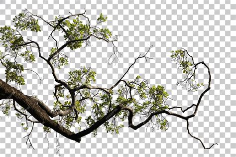Premium Psd Tropical Tree Leaves And Branch Foreground