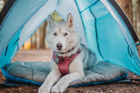 Alcott Mariner Shade Canopy Dogs That Hike