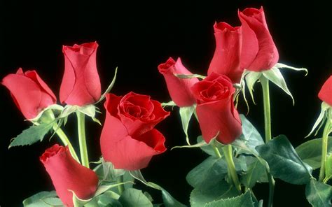 Red Roses Flowers Wallpaper High Definition High Quality Widescreen