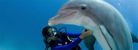 17 Best Images About Scuba And Swimming On Pinterest