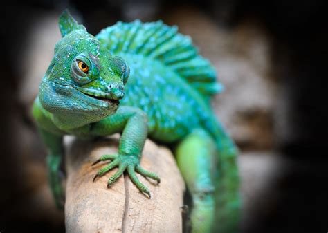 Free Images Zoo Iguana Fauna Green Lizard Close Up Chameleon