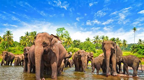 See The Wildlife In The Best National Parks Of Sri Lanka Seal Superyachts