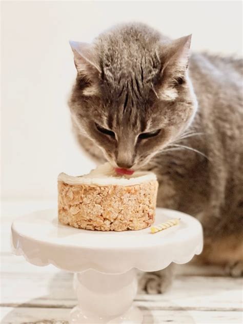 Birthday Cake For Your Cat ~ This Wife Cooks