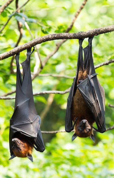 Fruit Bat Bat Facts And Information Fruit Bat Bat Facts Bat