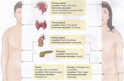 Why The Endocrine System Is Important To The Body A Plus