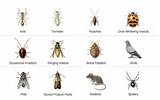 Pest Identification Images