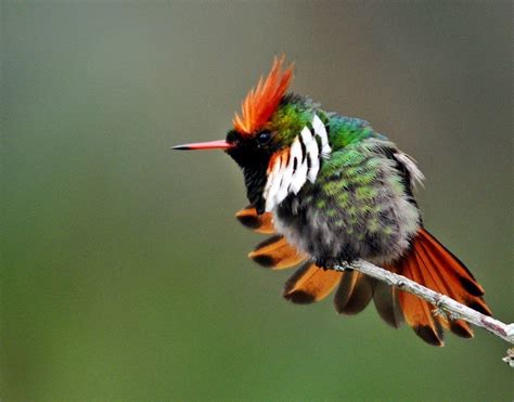 The Frilled Coquette Lophornis Magnificus Is A Species