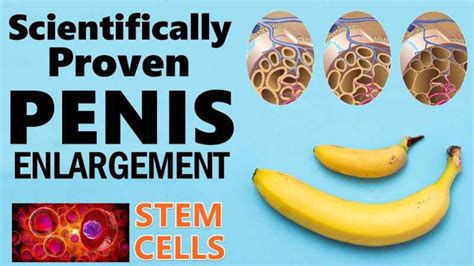 Stem Cell Penis Growth Is This Therapy Helpful To Grow Penile