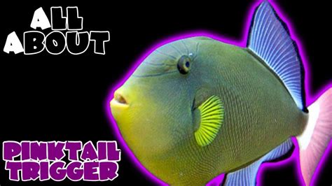 All About The Pinktail Triggerfish Youtube