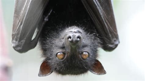 Head Closeup Of A Flying Fox A Huge Bat Stock Footage Video 582901