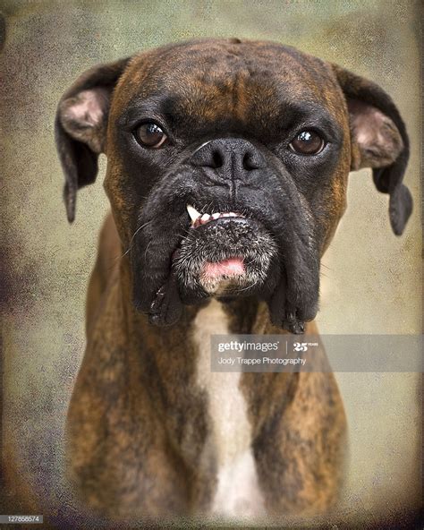 Brindle Boxer Dog High Res Stock Photo Getty Images