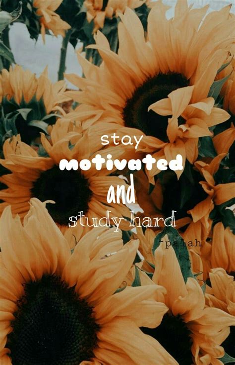 Quotes Sunflower Quotes Sunflower Iphone Wallpaper Study Hard