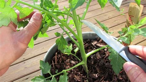 Pruning Indeterminate Tomatoes In Containers And