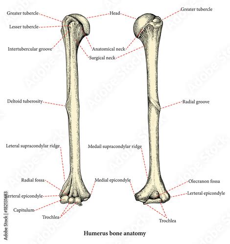 Human Arm Bone Anatomy Arm Definition Bones Muscles Facts Britannica